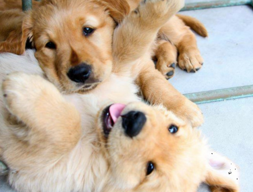 An adult golden retriever playing with a puppy