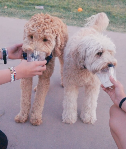 Goldendoodles enjoining their well deserved pup cup!