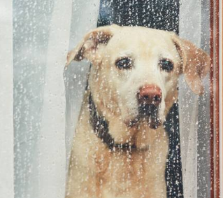 Lab looking out a rainy window wishing to go outside