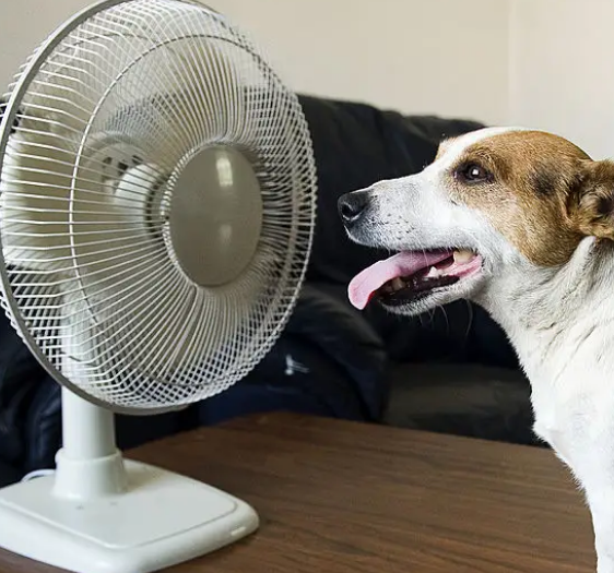 Dog panting by a fan