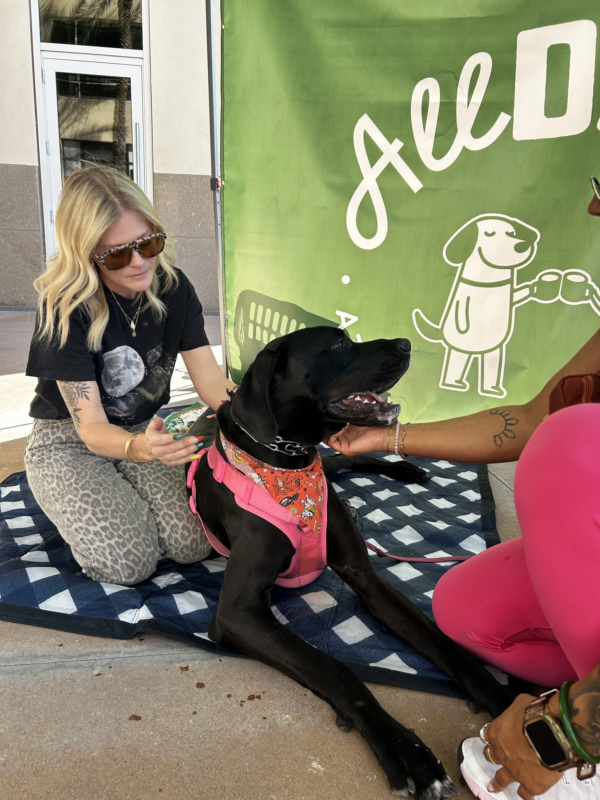 We brought a dog psychic to a festival. She saw past lives and told people about their dogs wants and needs. 