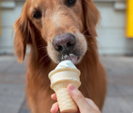 Golden Retriever enjoying a vanilla ice cream cone