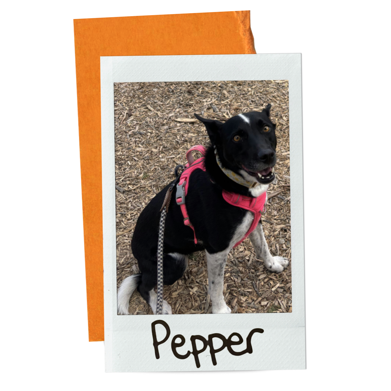 Pepper.png