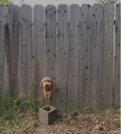 Dog attempting to escape between owner's fence