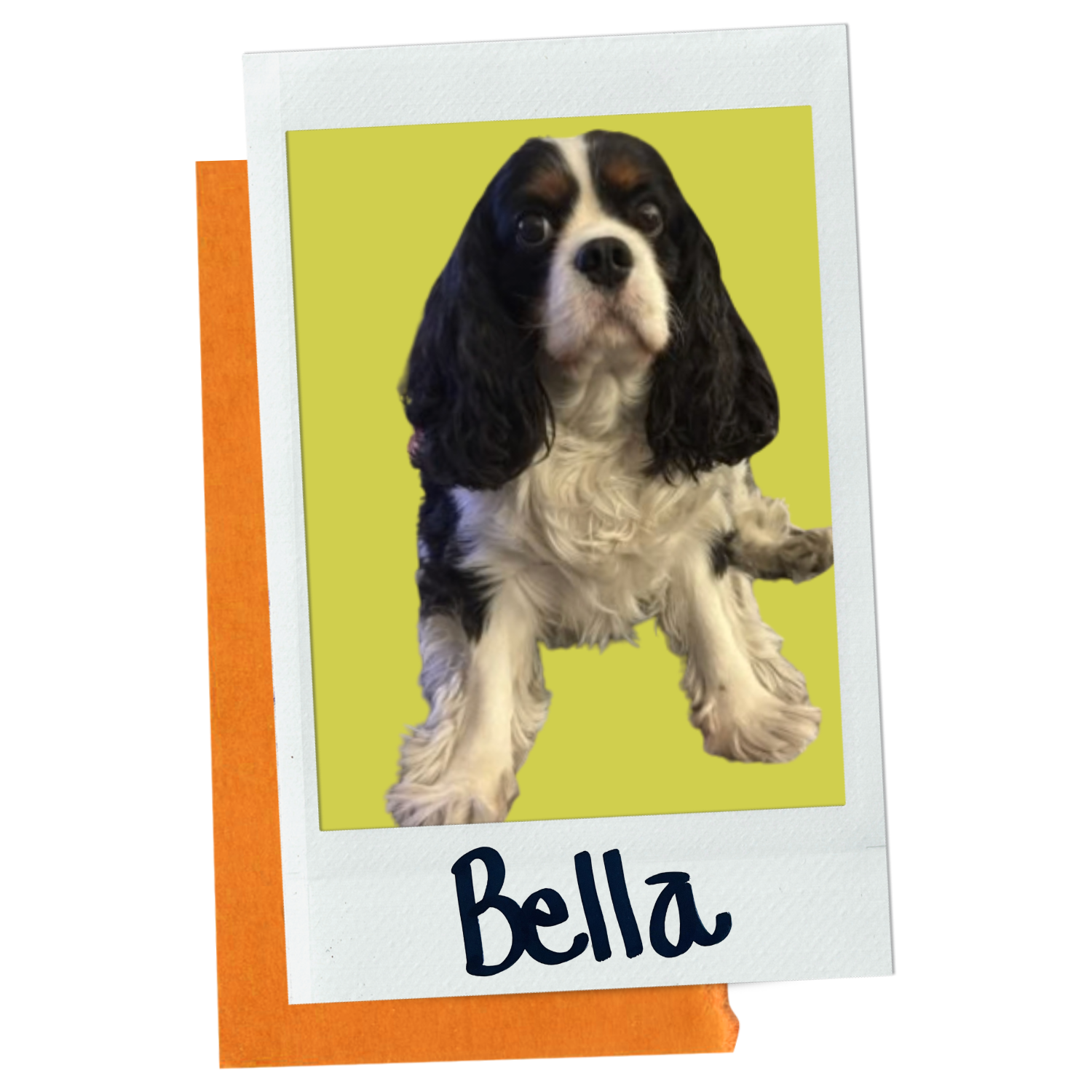Bella.png