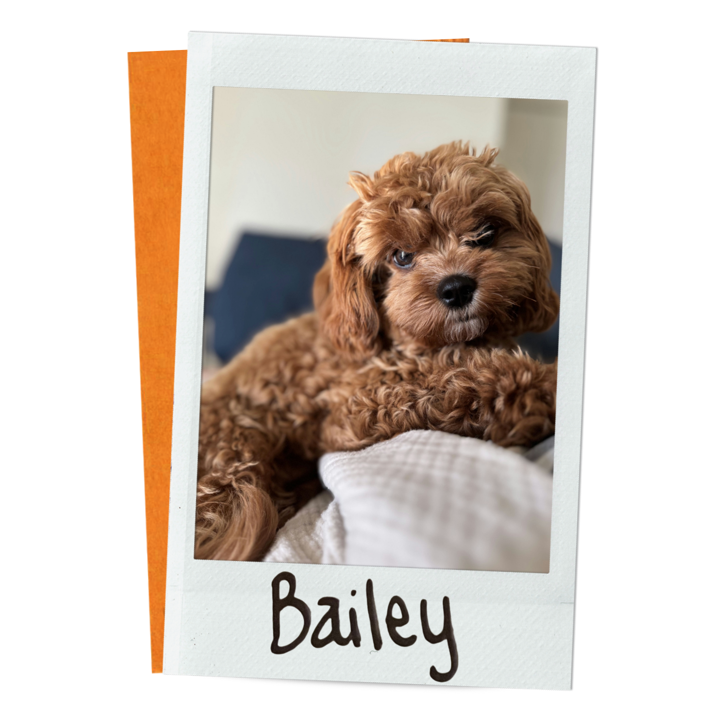 Bailey.png