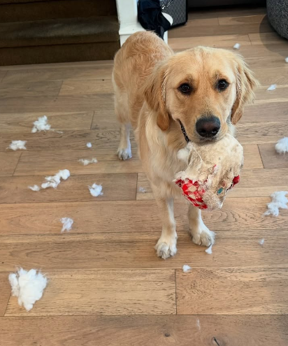 Dog showing his owner a chewed up toy with stuffing all around the ground