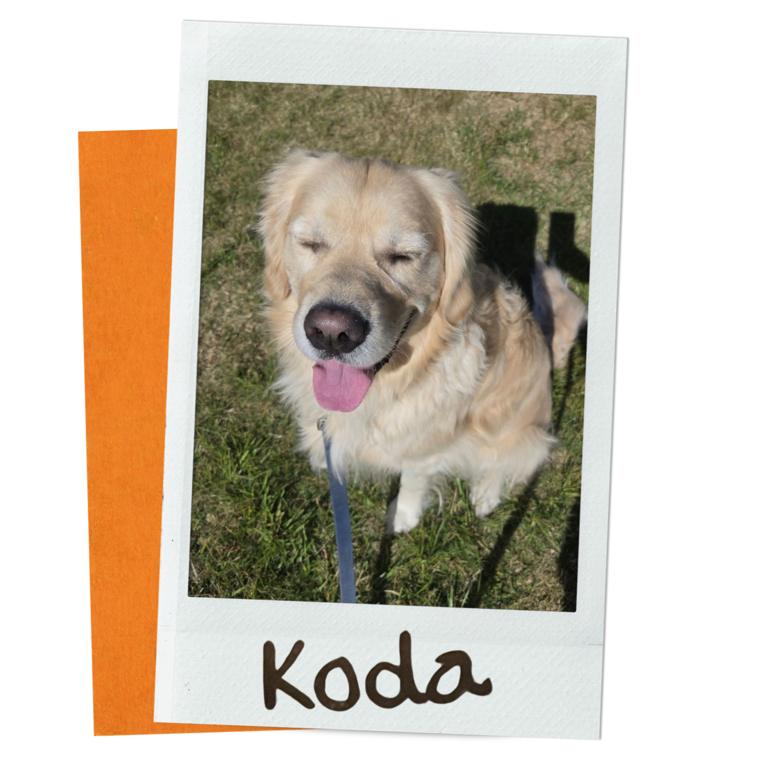 Koda.png