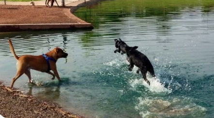 Dogs playing in a pond at a Meetup play date