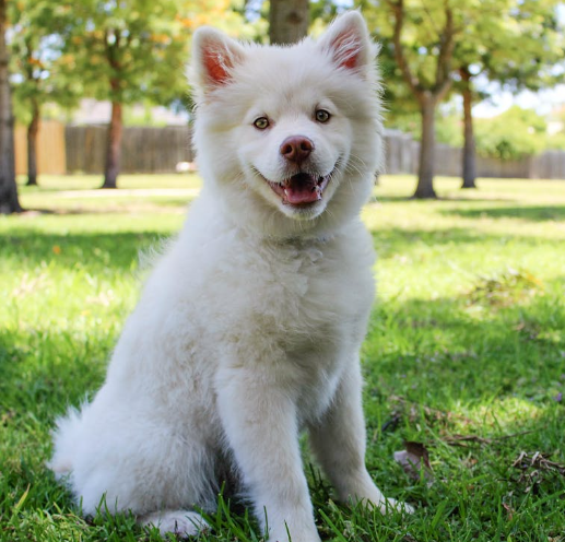 White Husky happy to be at the dog park