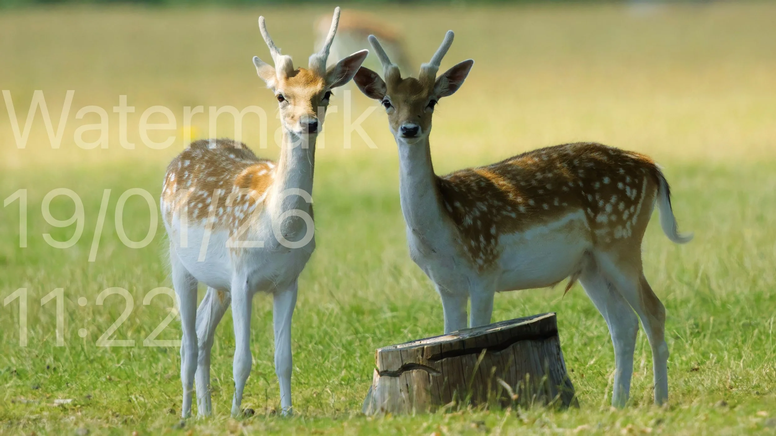 Deer-Deer