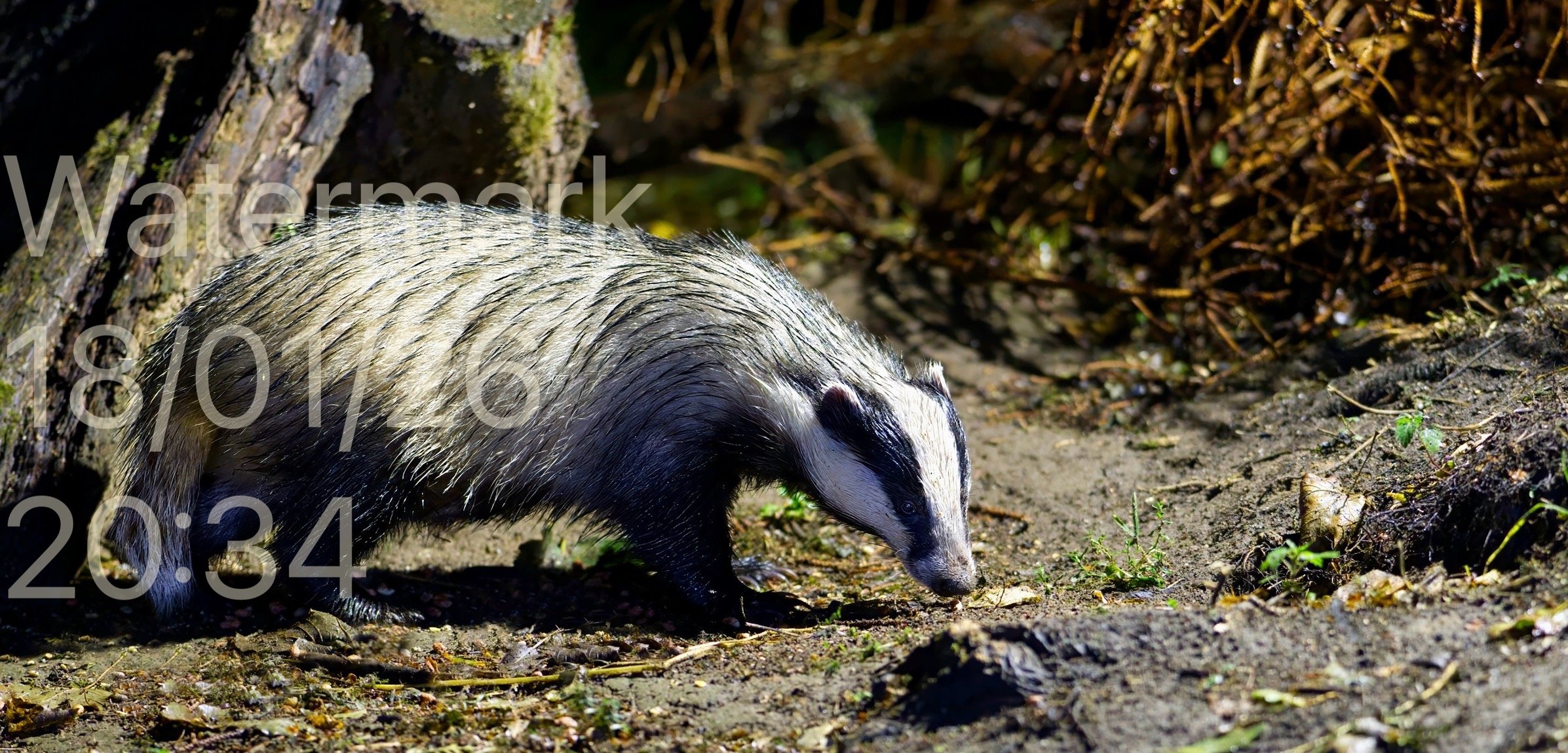 Example - Badger at Night