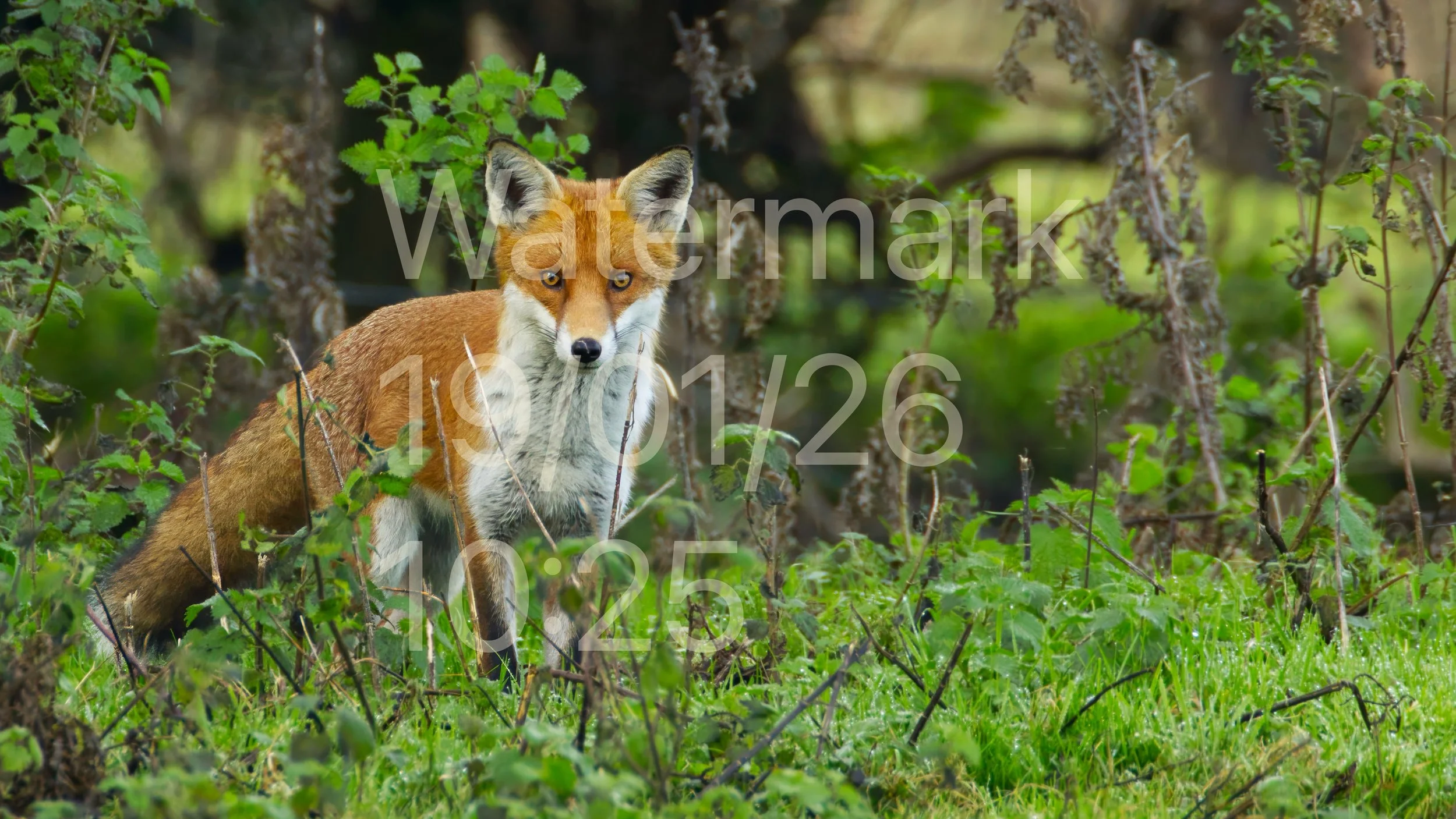Fox on the Lookout