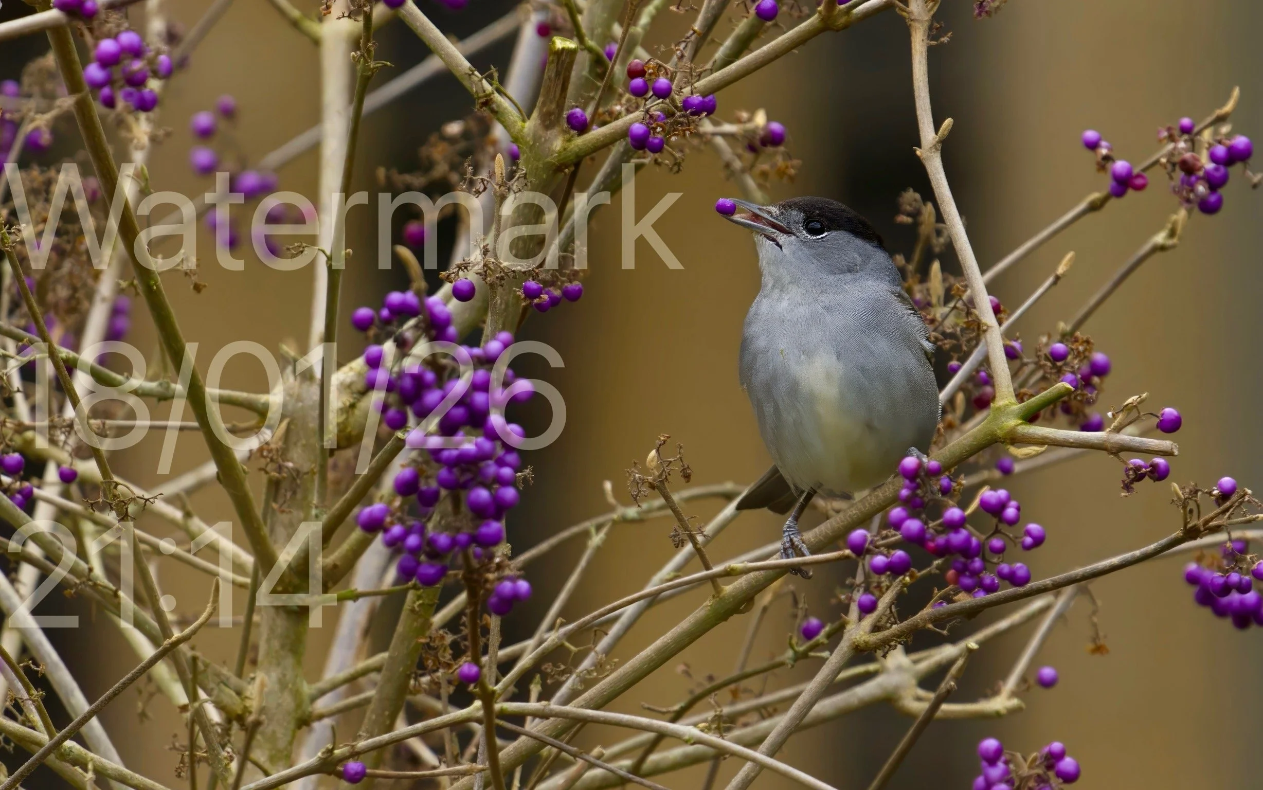 Blackcap Eating Callicarpa Berries