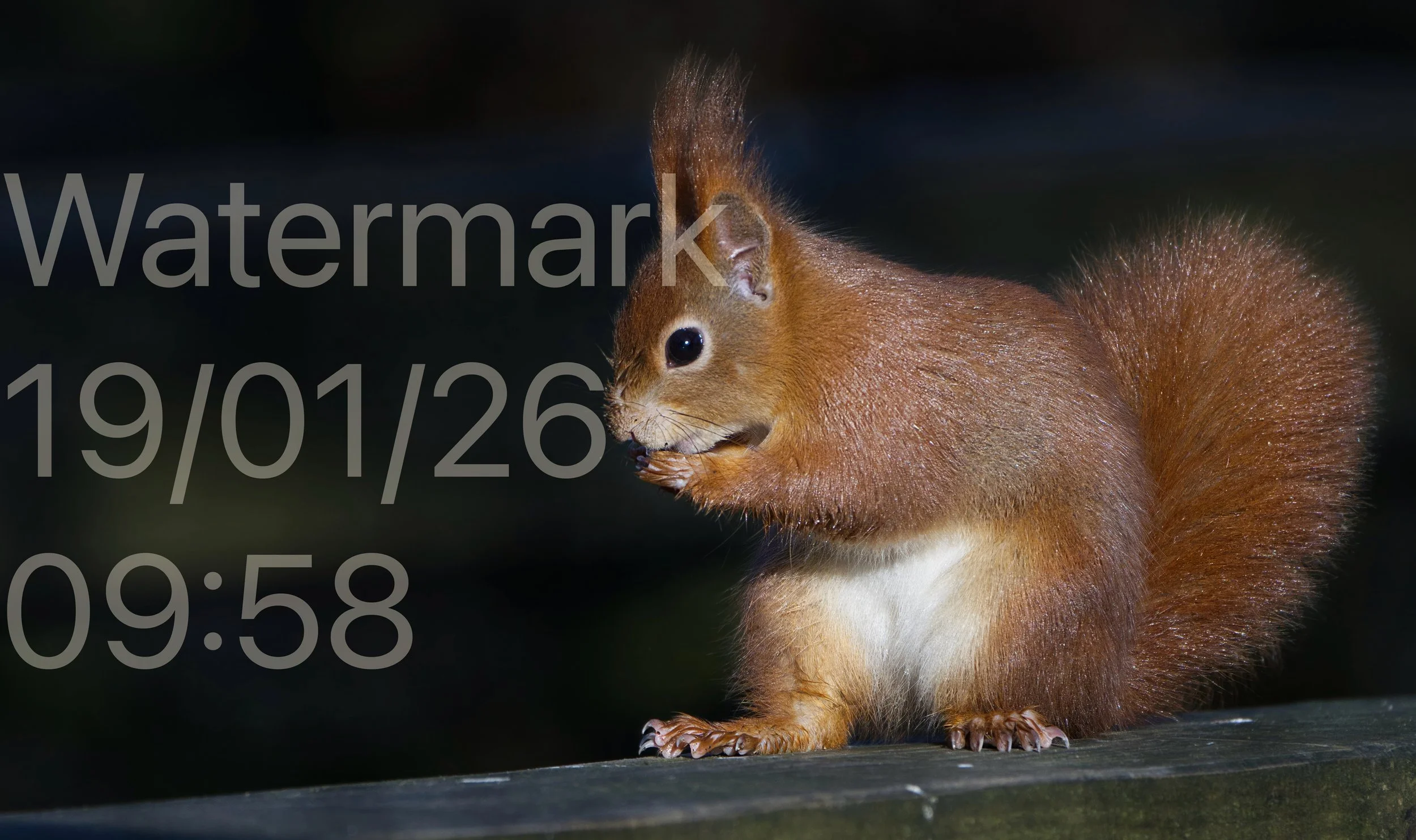 Lunch for Red Squirrel