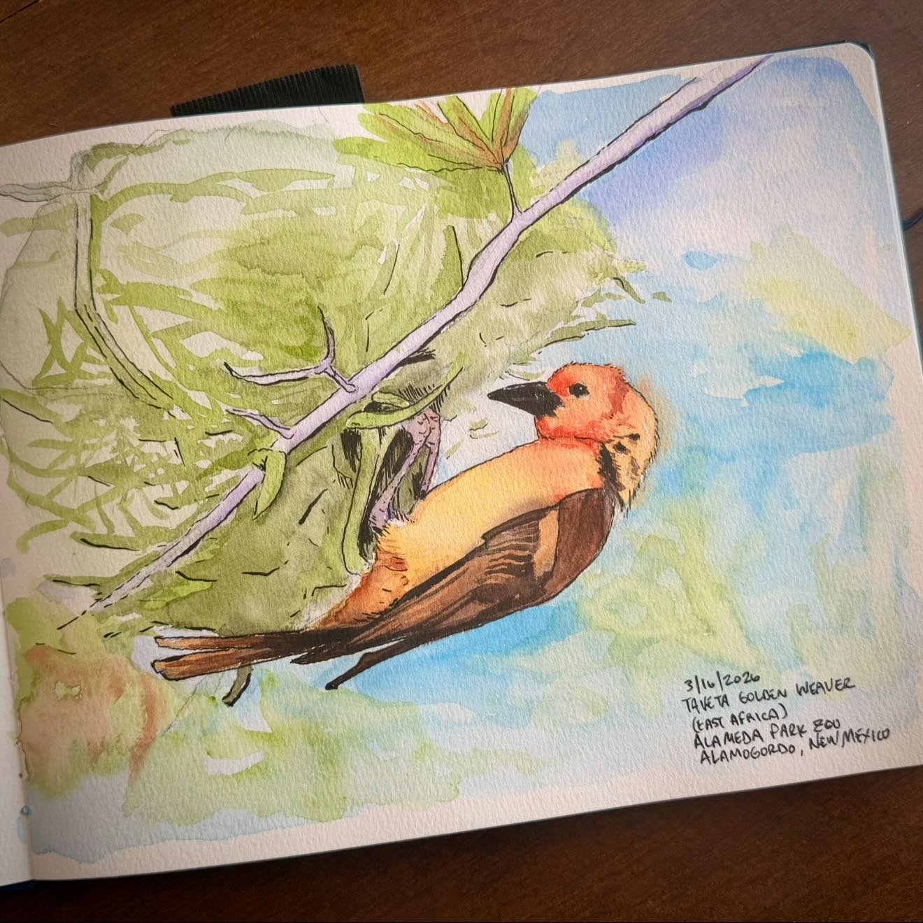 This is a Taveta Golden Weaver from Kenya and Tanzania. It was at the Alameda Park Zoo in Alamogordo, NM. We&rsquo;re saying goodbye today, but I have taken several more pictures to add to my travel journal. Thanks for checking out my picture! You&rs