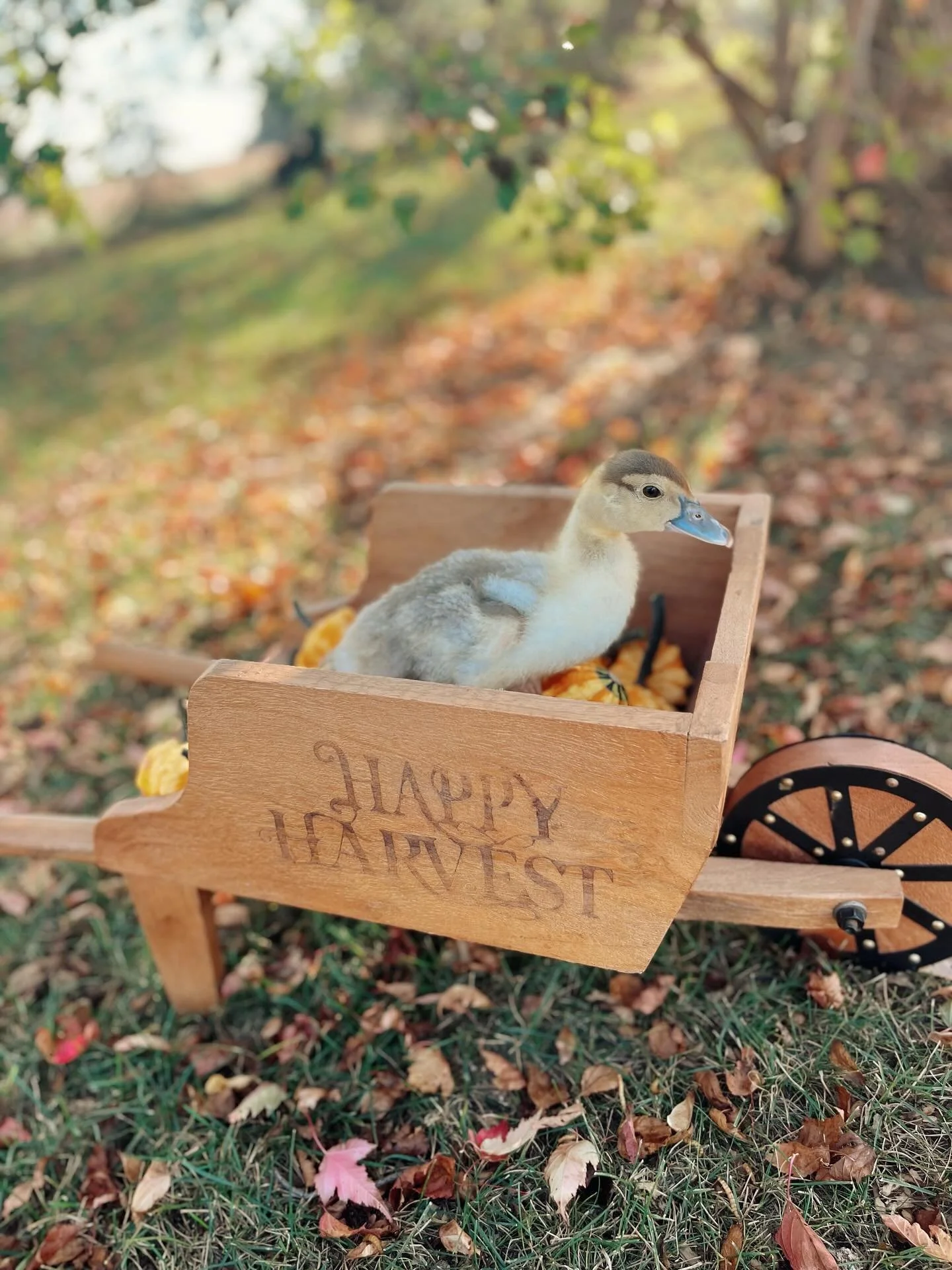 My birthday is only a couple weeks away and normally I don&rsquo;t want much more than a quiet cup of tea on the porch and some time to read my book. But this year I put a little more thought into what would bring me joy this birthday, and I landed o