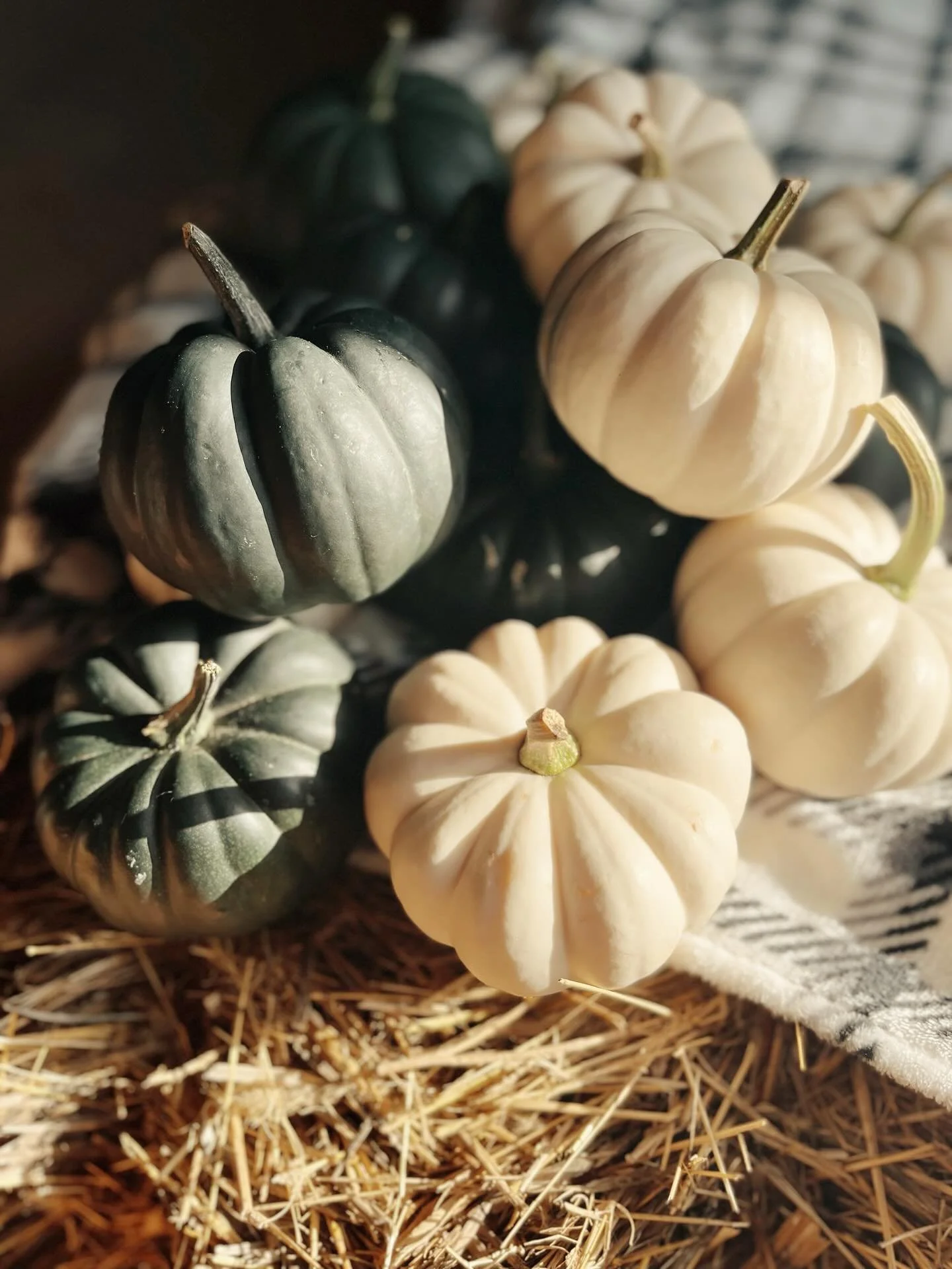 Our Pumpkins &amp; Petals Workshop is only a week away!! 

This week I&rsquo;ve been cozying up the barn with all the Fall feels. I&rsquo;m excited to have a fun afternoon with all of our guests next Saturday! The pumpkins have been gathered and the 