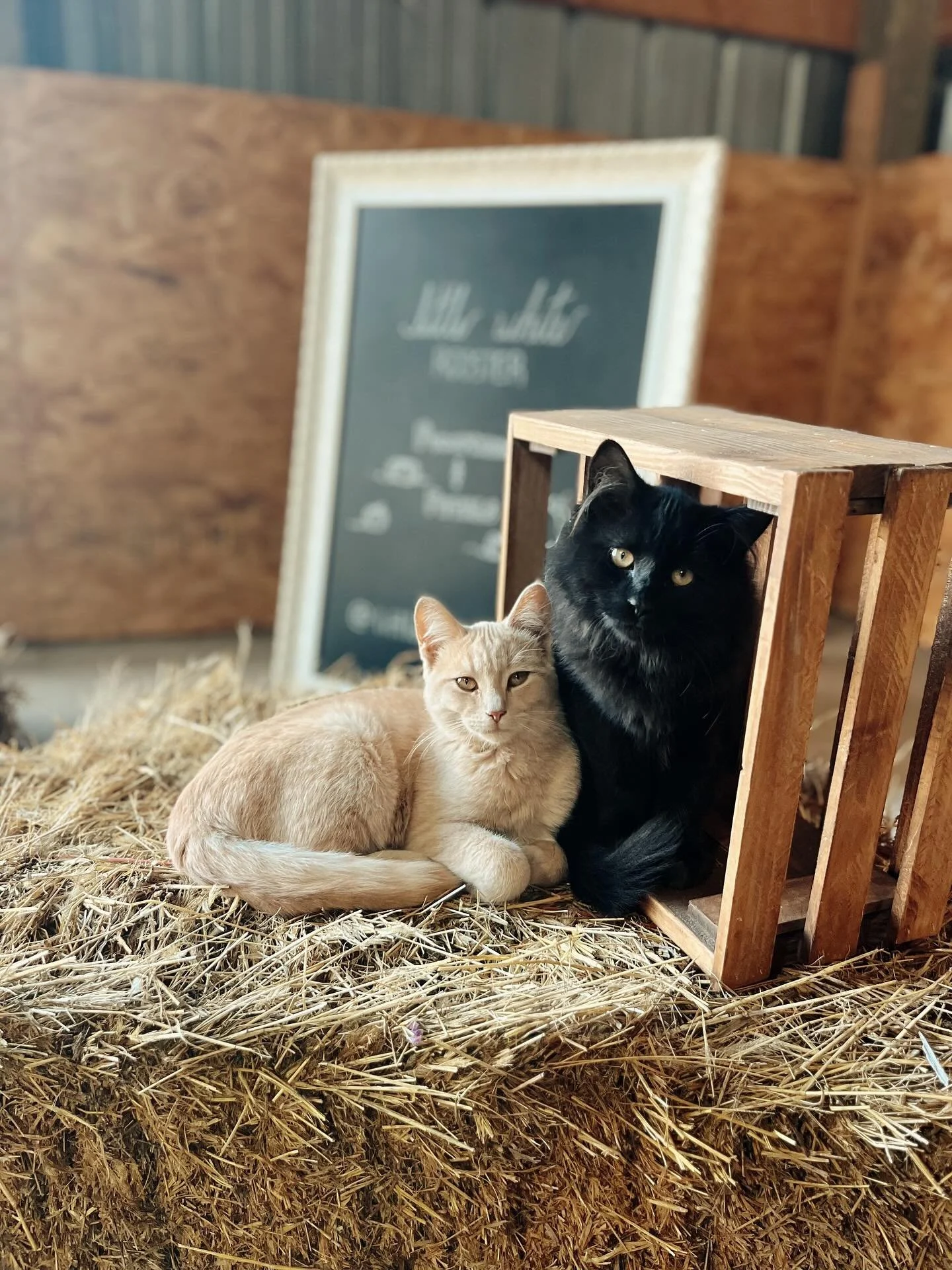 I&rsquo;d like to take credit for posing Bear and Annie like this, but they are natural models and did this themselves. 💕 Now, if only I could get my husband and son to sit nicely like this for pictures&hellip;. 🫠 

A few updates: 

Dahlia tubers a