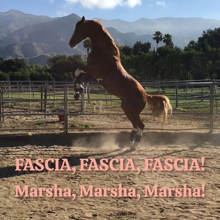 If you grew up in the 70s, watching the Brady Bunch, you&rsquo;ll understand this reference to being overshadowed. Really the above should read Muscles, Muscles, Muscles! as so often we look to muscular tissue or tendons and ligaments as being the pr