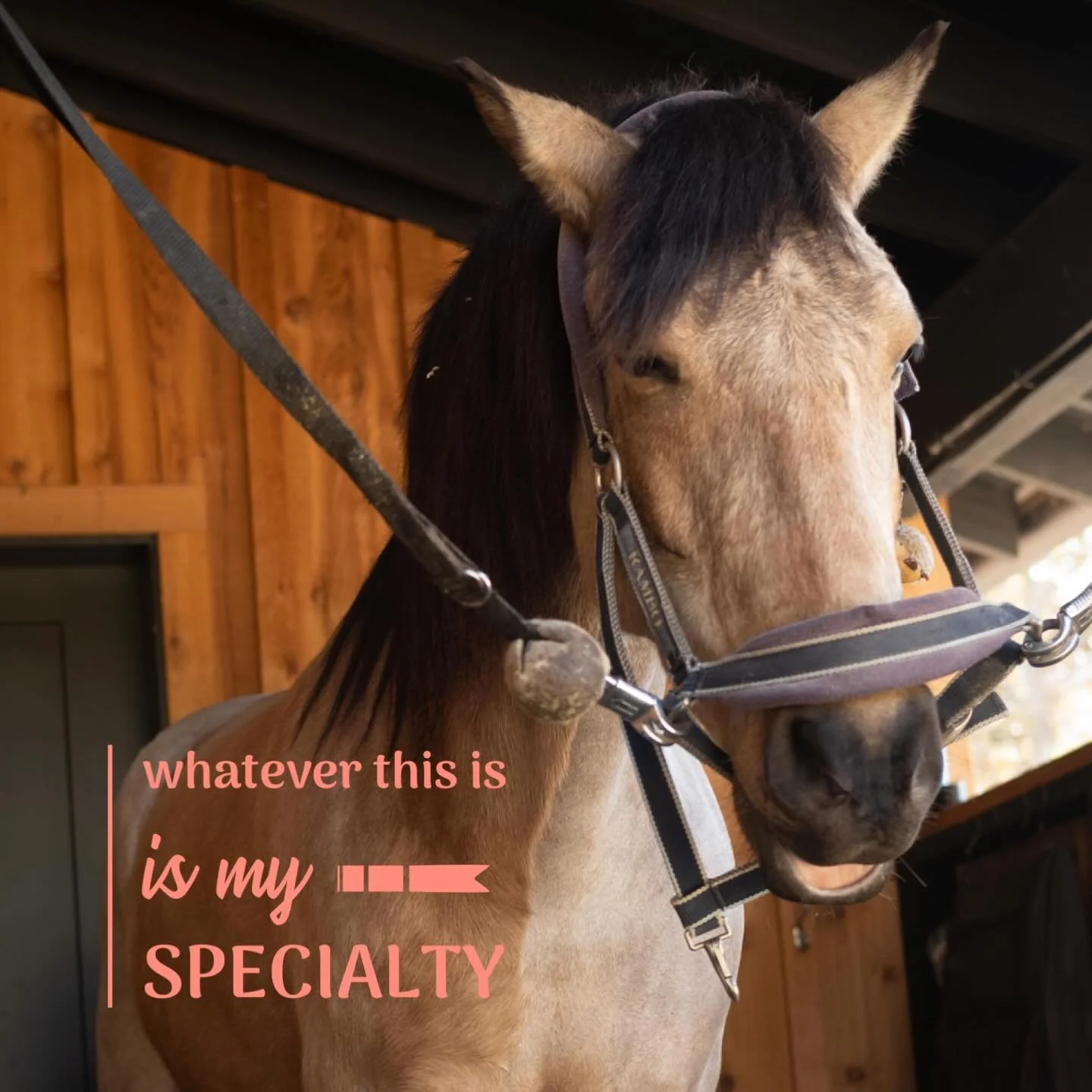 Goofballs, busy bodies, jitterbugs: These were the kids I liked helping most as a teacher and so it goes also with horses - 
I&rsquo;m a puzzler at heart. Do you have a puzzle that needs attention?  #equinestructuralintegration
#structuralintegration