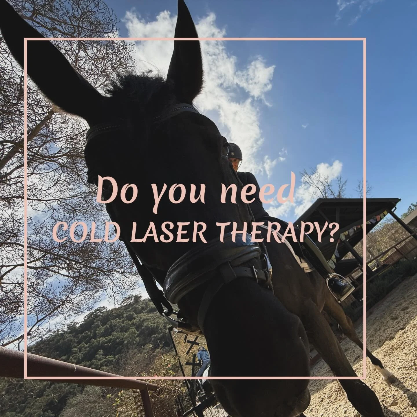 Now proudly offered by Poised Equine  #equinecoldlasertherapy  #equinewellness