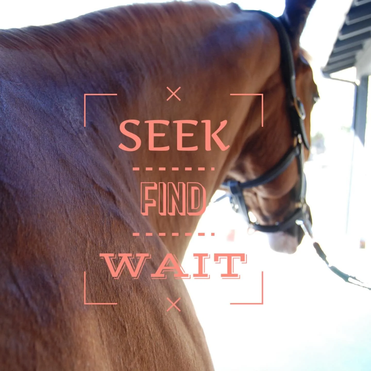 ✨My job in a nutshell 🥜 #equinebodywork #happyhorses #equinetherapy