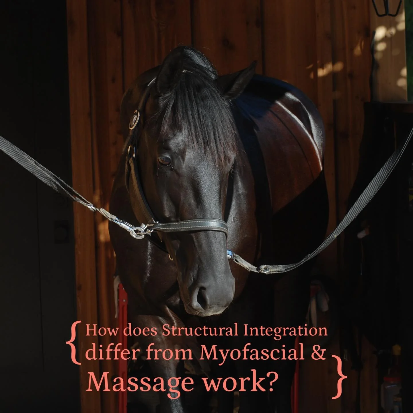 Structural integration is a systematic unwinding of the horse&rsquo;s fascial (or connective tissue) network.  Structural integration aims to affect long-term change to posture and movement whereas myofascial and massage work are typically more palli