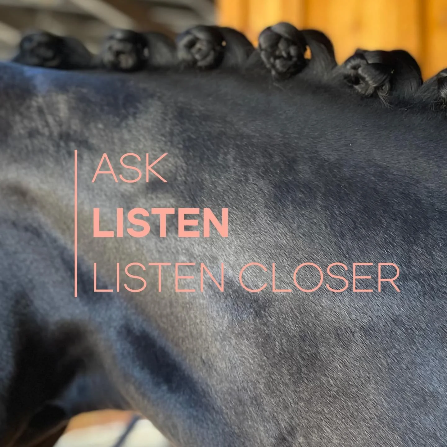 My job in a nutshell - part 2 #equinestructuralintegration #equinebodywork