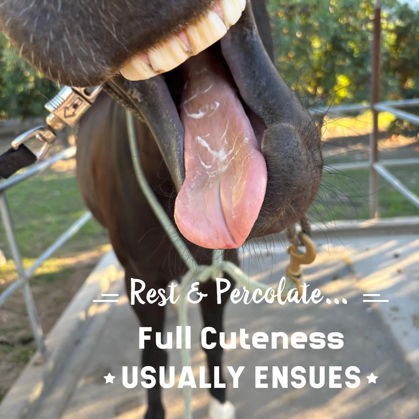 Give&rsquo;em space to process and all sorts of smiles emerge💓🦷🦷💗#equinebodywork #equinestructuralintegration