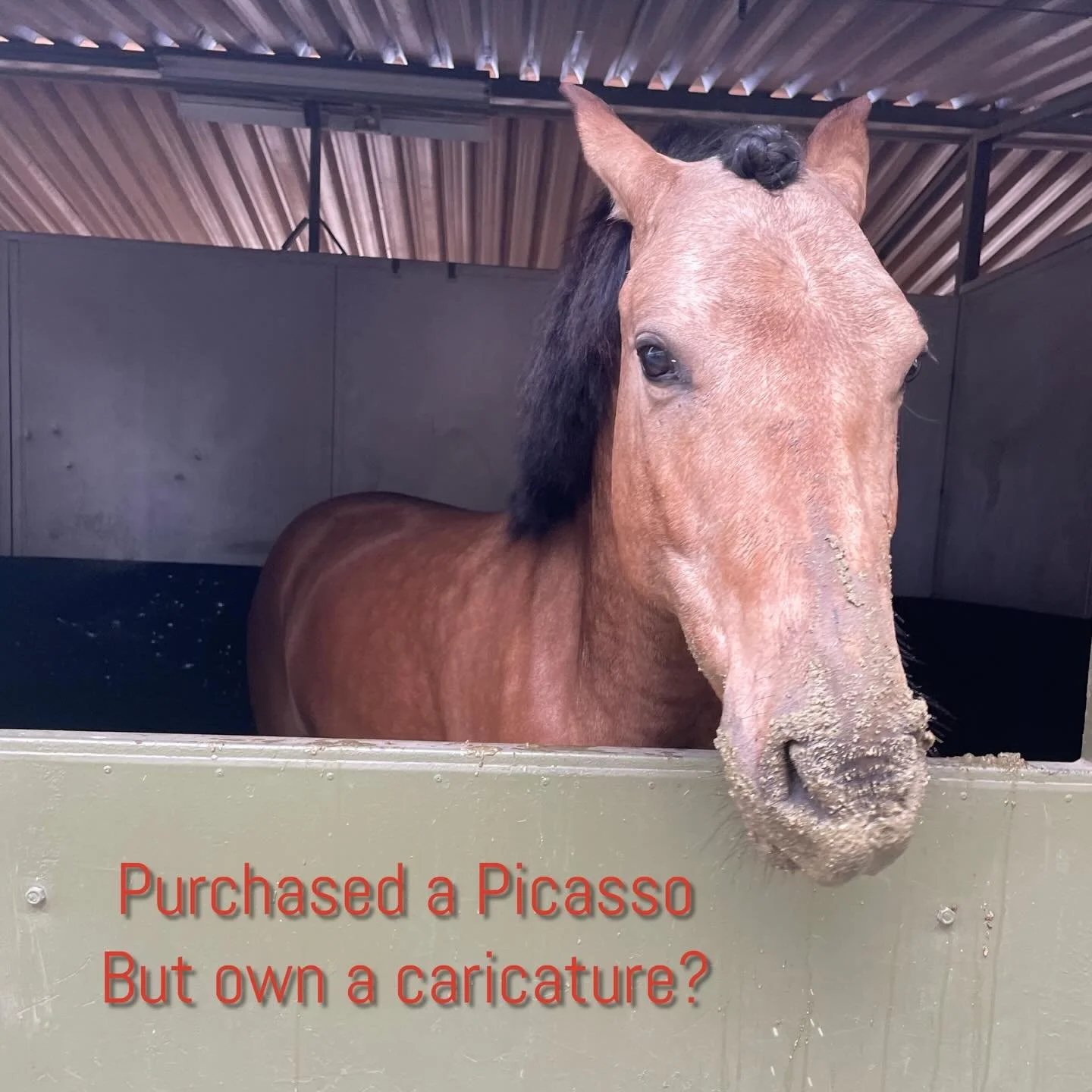 The transition to a new home is filled with considerable newness. New burgeoning relationships with owner, trainer, barn staff, and herd. New saddle, new bridle, new bit, new instructions, new food, new routines, new turnout, new hierarchies, just ne