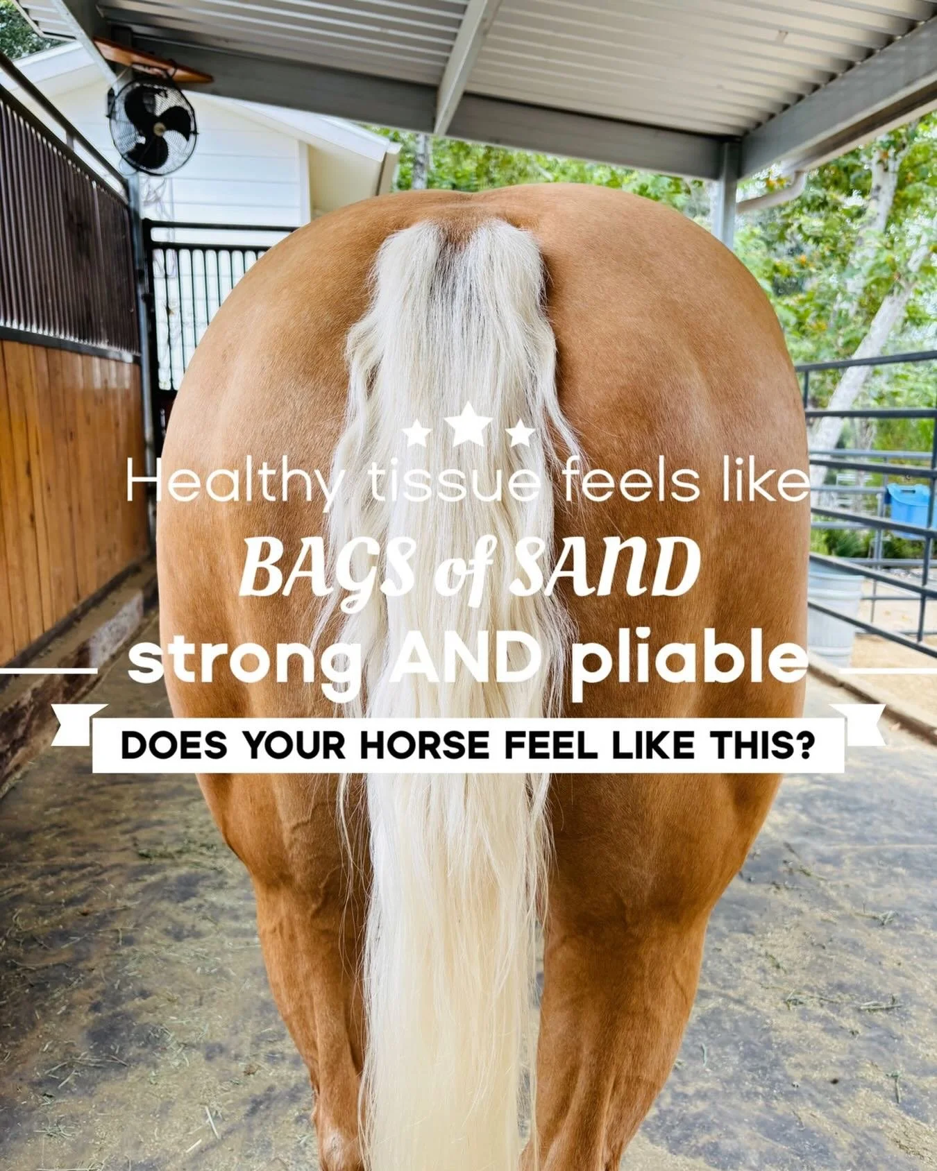 If not, DM me&hellip; happy to help you and your partner ✨ #equinerolfing #equinestructuralintegration #equinebodywork