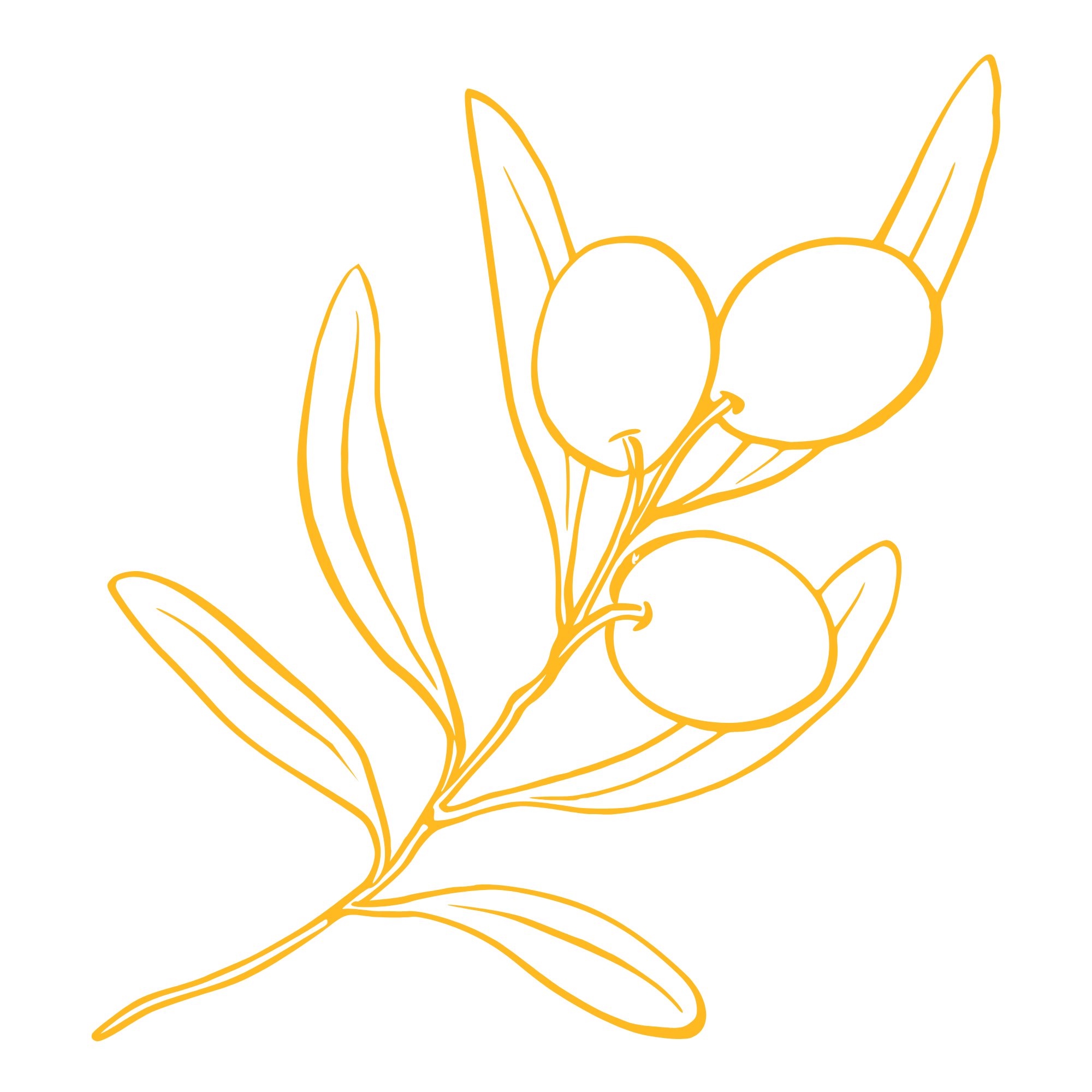 Outline of an olive branch with leaves and olives in yellow on a black background.