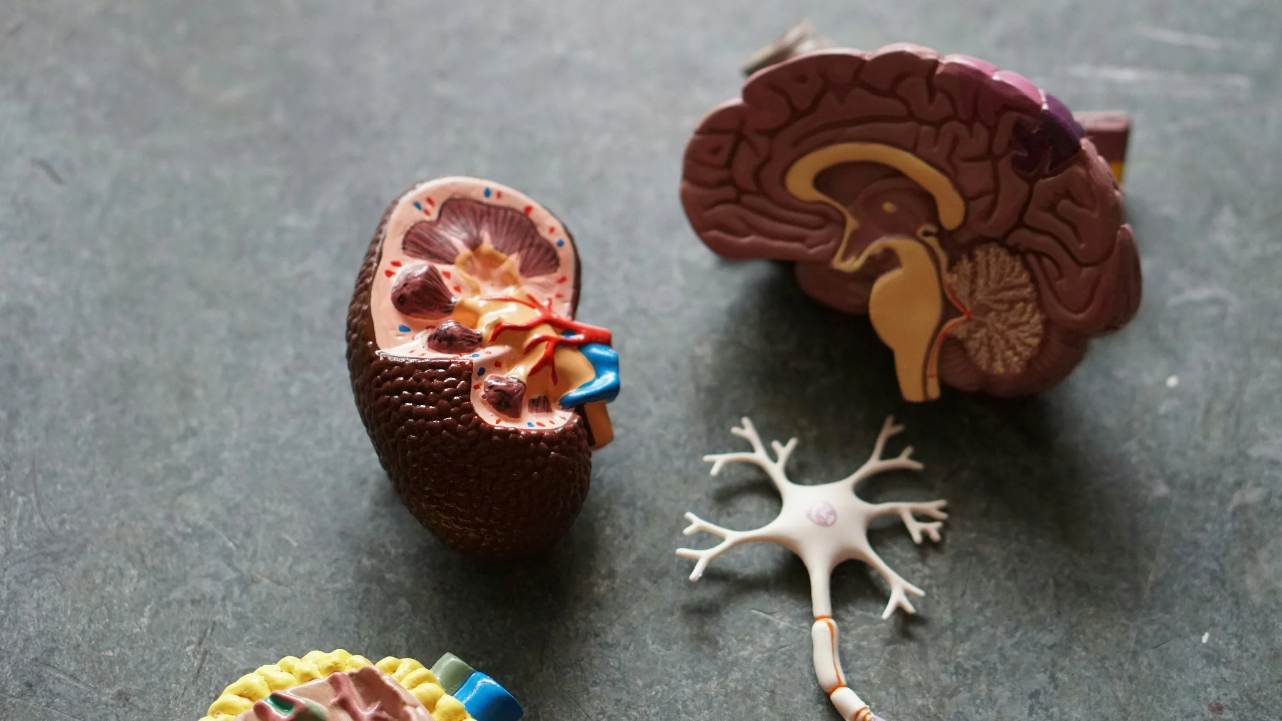Model of human kidneys, brain, and neuron on a gray surface.