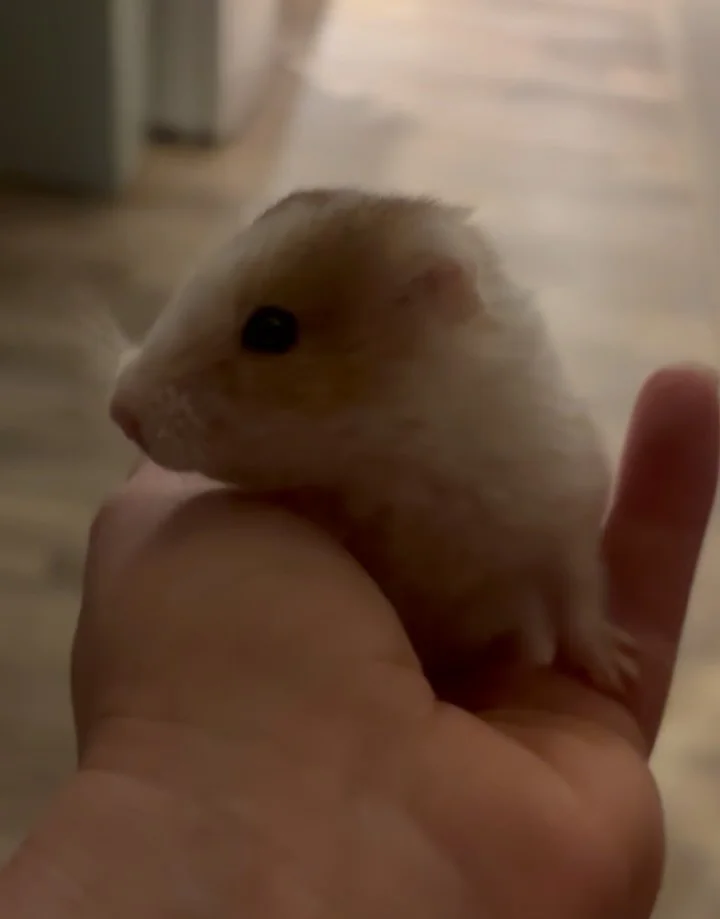Saying goodbye to Hammy 🐹
This week we said goodbye to our little hamster, Hammy.
It’s been sad, but also a really special time with my boys. We talked about death, about what might happen after, and about how it’s okay to feel sad.
We