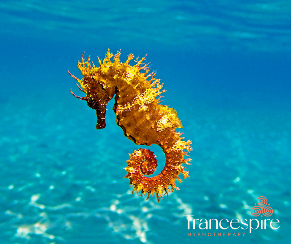 Seahorse hippocampus
