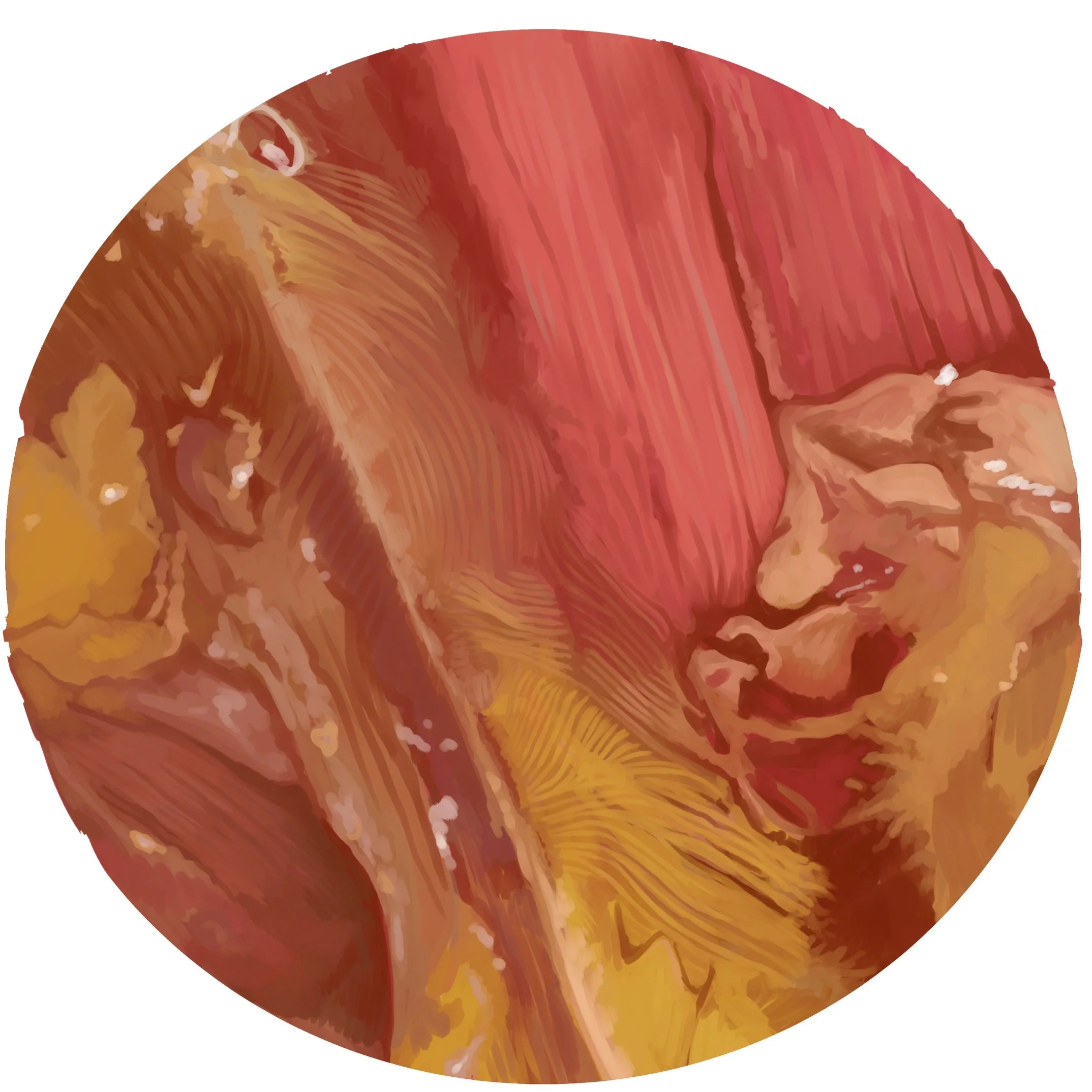 Illustration12+%282%29.jpg