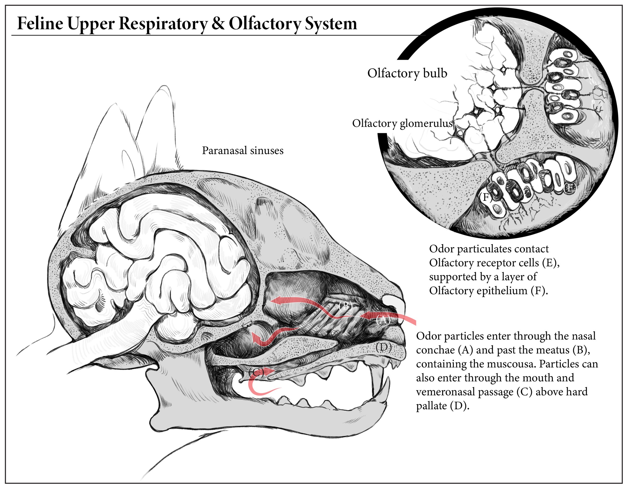 olfactory (1)-01.jpg