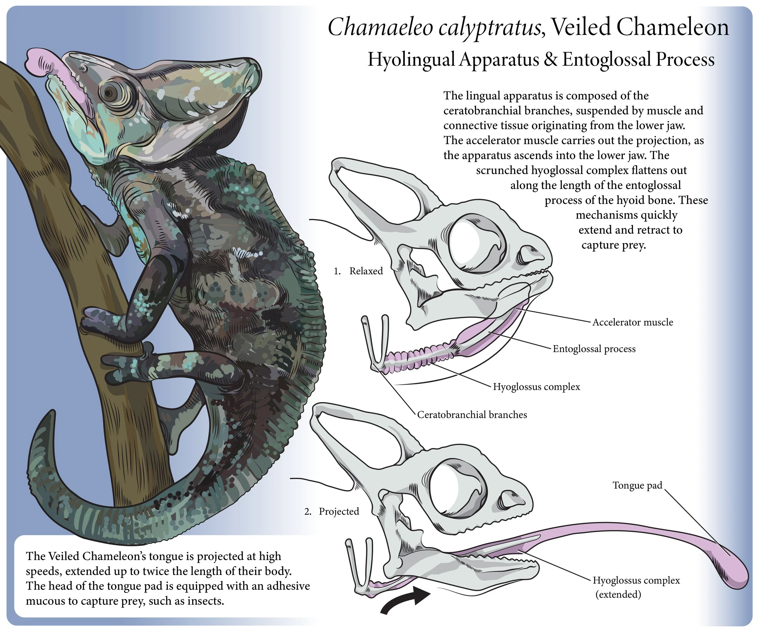 Becker_M_LSI254SP23_Proj4 (1).jpg
