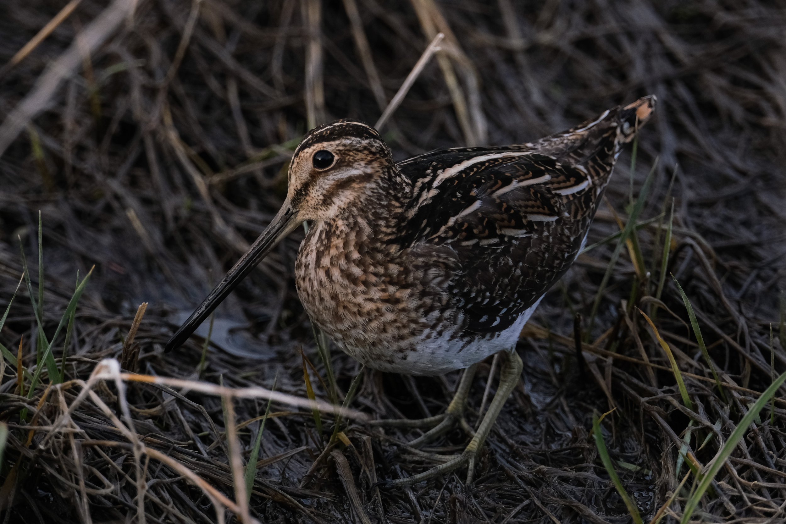 DSCF0527.jpg