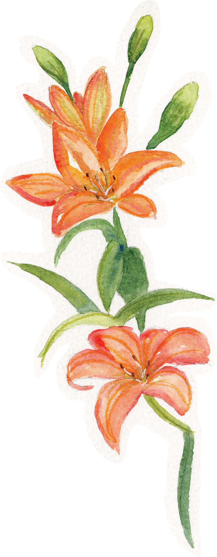 lily sticker.png