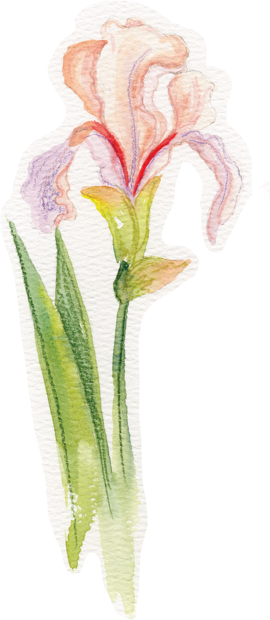 iris sticker.png