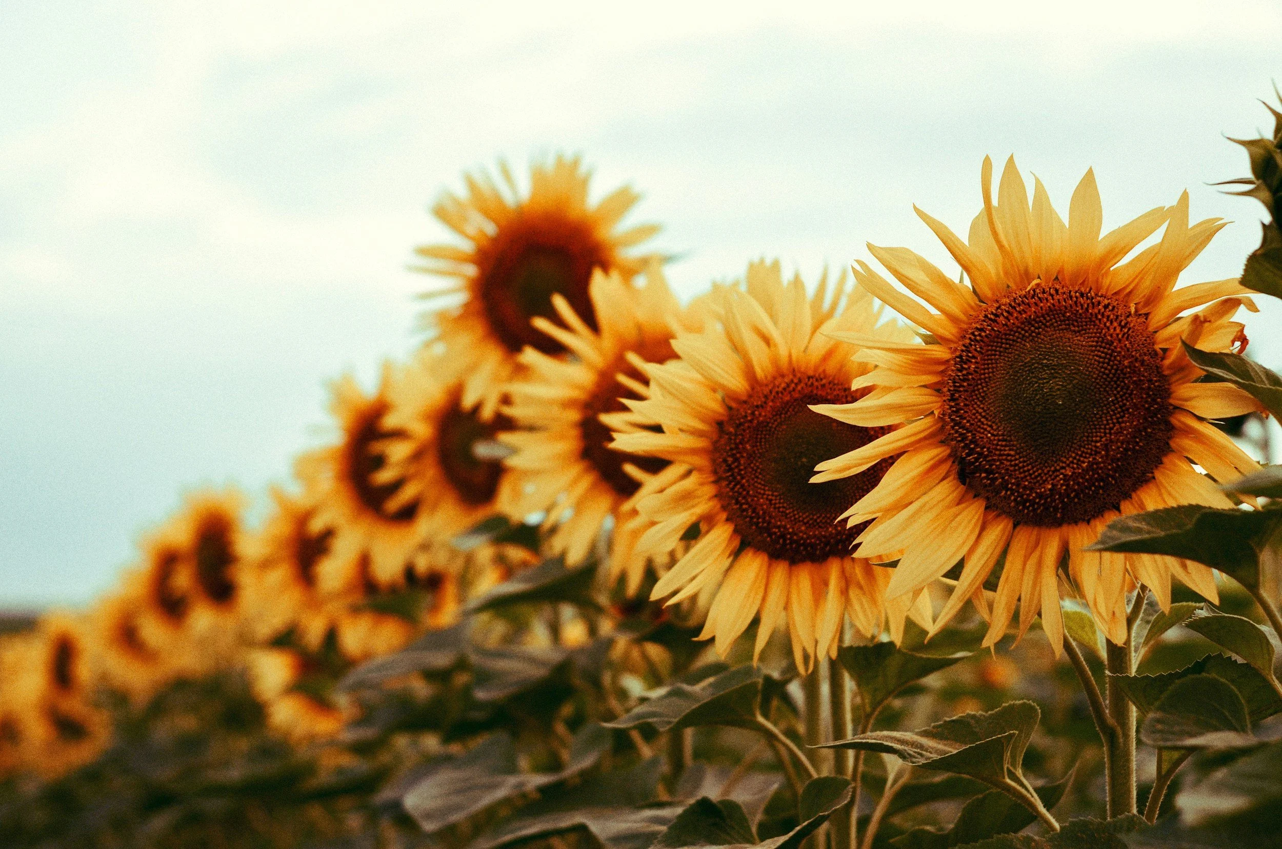 unsplash-image-7xG3whU-rd4.jpg (Copy) (Copy) (Copy) (Copy) (Copy) (Copy) (Copy) (Copy)