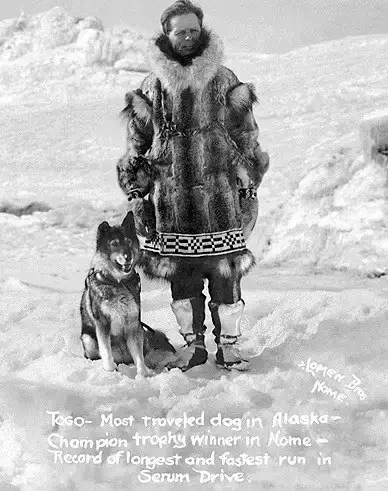 Togo - the most traveled dog in Alaska