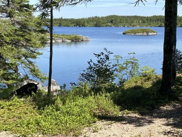 IMG_4050.jpeg