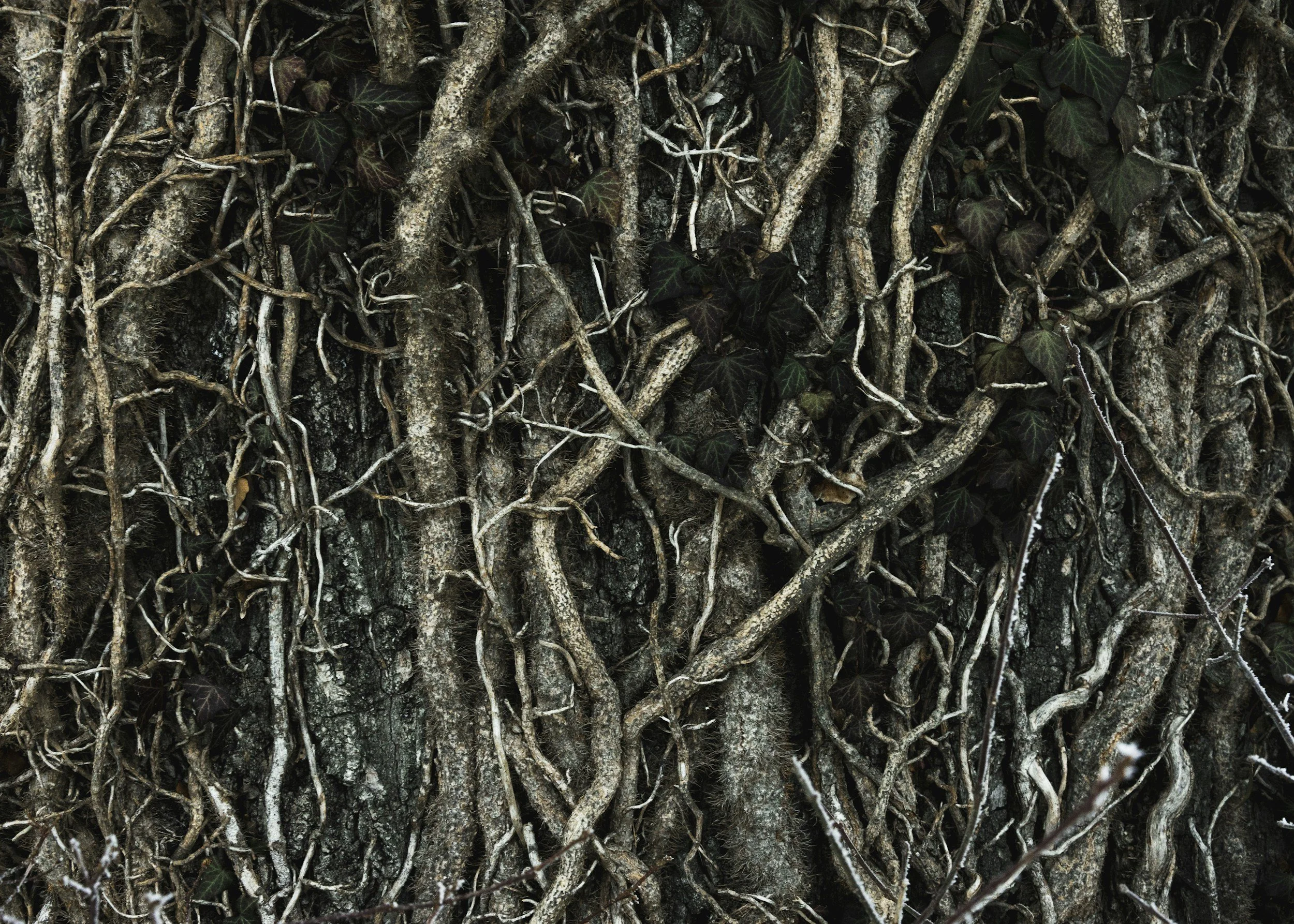 Rooted to Rise