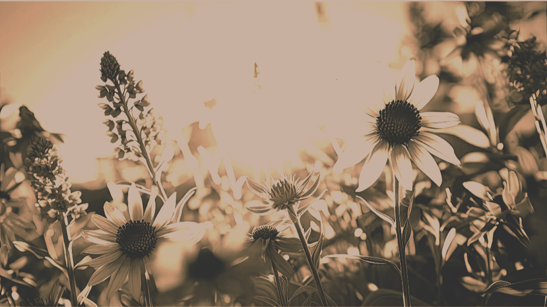 Sunset shining over a field of wildflowers, mainly daisies, in sepia tone.