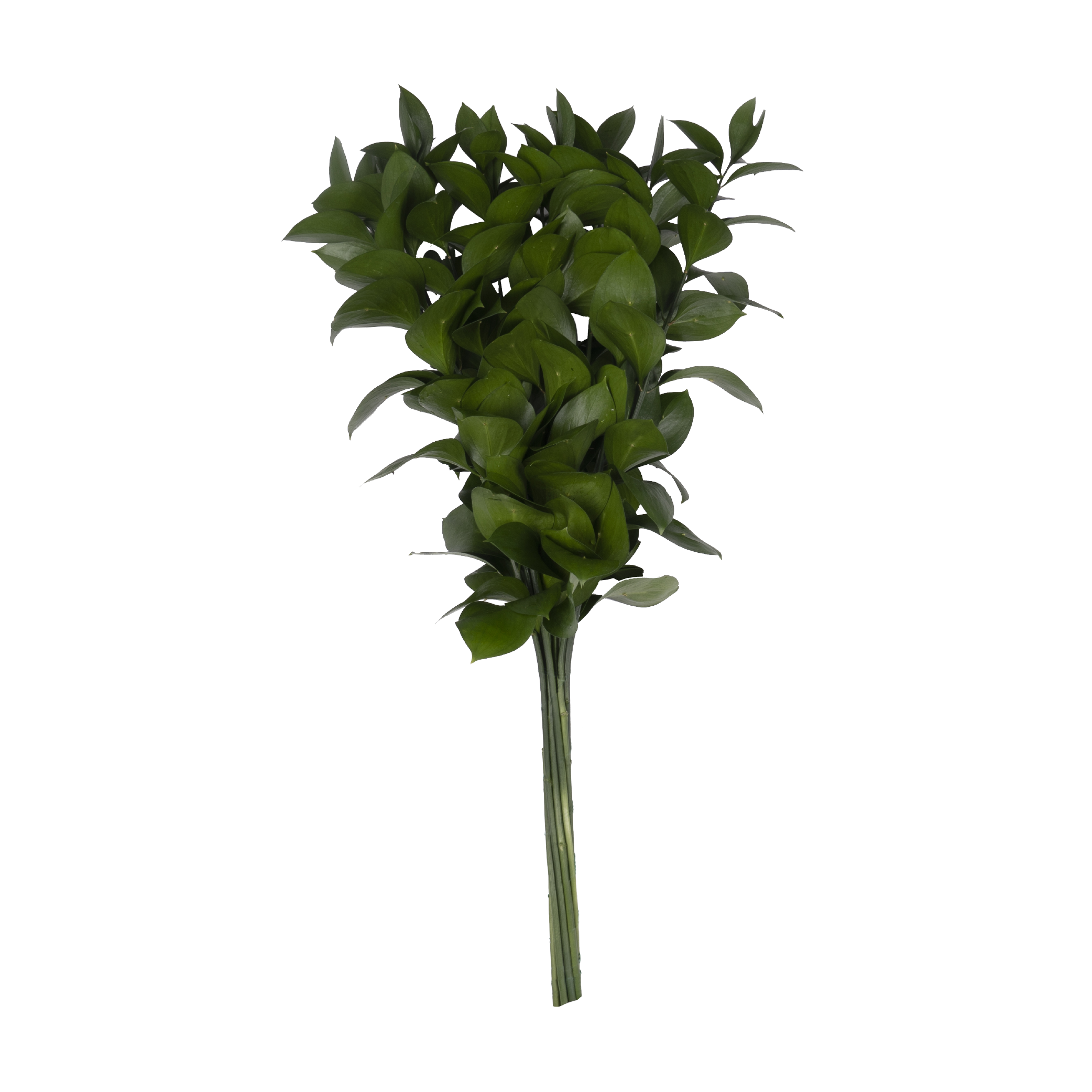02-Ruscus01.png