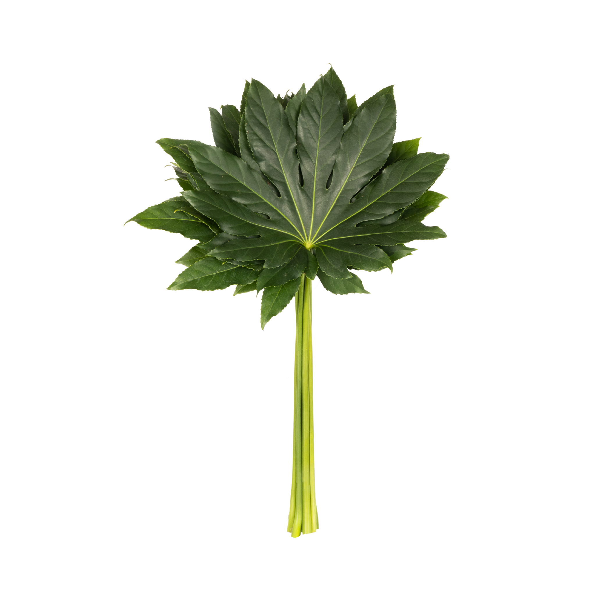 02-Aralia01.png
