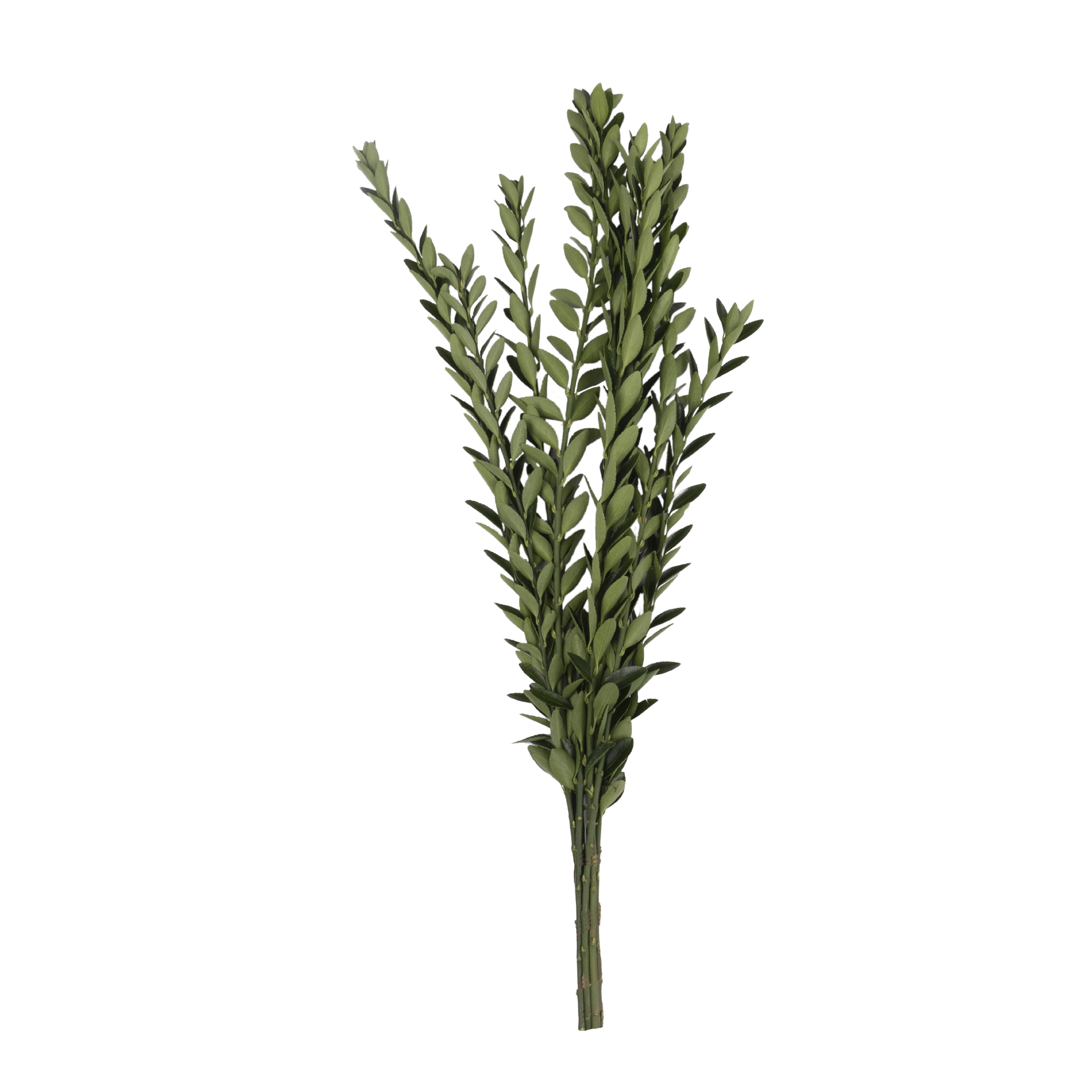 02-Euonymus02.png